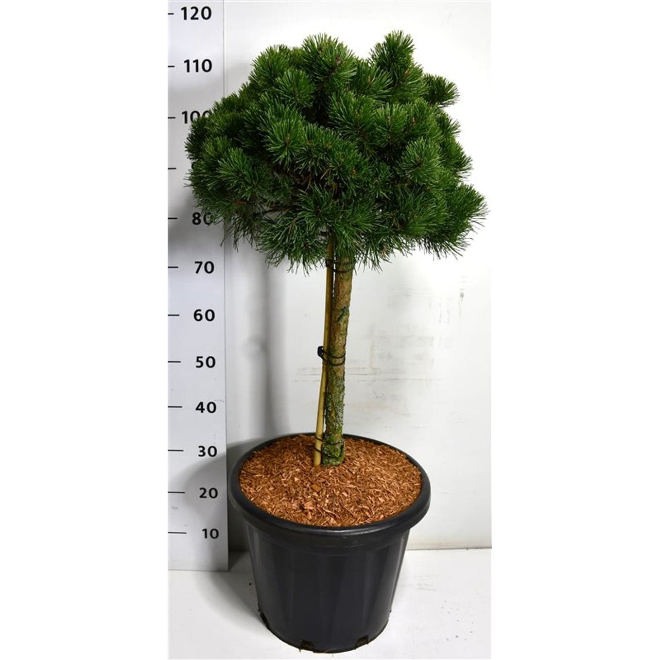 Bergtall – Pinus mugo 'March' - 60 CM Stem C25
